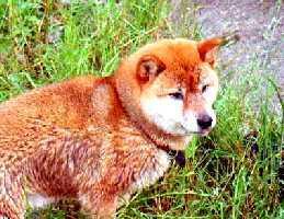 �j���͓��ӂ�����