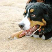 ���C�Ȃ΂��邿���!!