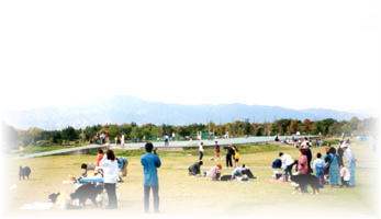 ���i�΂̂قƂ�̌���