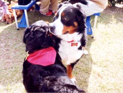 �u����������������Ƃ����������ā�v