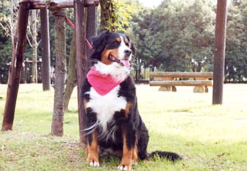 �΁[�Ɂ[�ł��B�΂ɉ���R��ڂɂȂ�܂�����B�݂�Ȃ��肪�Ƃ��B