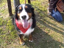 ���ꂵ���ˁB�y�����ˁB