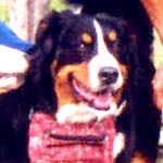 �o�j�[�K�[�������