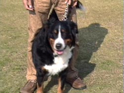 �����̗���������ۓI������B