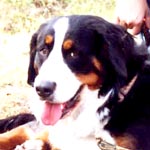 �V�I�������