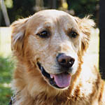 �n���̂����������