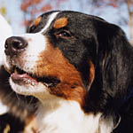 �W���C�X�N�̓��u�����ƃy�A