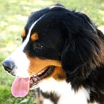 ���C�����́A�s�b�g�N�Ǝo��