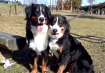 ���ނ܂������u�����A�W���C�X�N