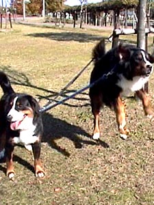 �W���C�X�N�A�W�����v!!