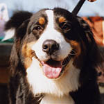 ���u�����̓W���C�X�N�ƃy�A