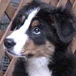 ������Ԃ̃��C�����