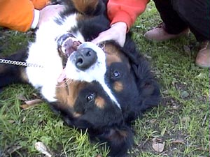 �傫�����ǂ܂��P�O�����̎q�������B