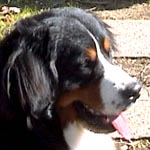 ����̍ŔN���o�j�A���[�c�@���g�N