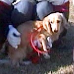 �s�b�g�N�̓��C�����Ǝo��