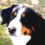 �V�����́A�΂ɉ���������