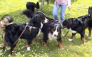 ���C�����ς����b�L�[�N�B