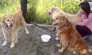 ��ԔZ���̂������������B