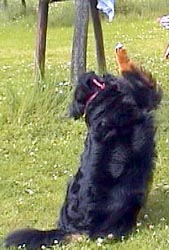 ����̂��߂Ȃ炪��΂�E�E�E�B