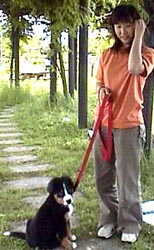 �V���f�B�����