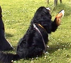 �u�́`���B�v�Ƒ傫�Ȏ���߂����ς������܂��B