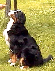 ���x�͔����𒮂����ĂˁB