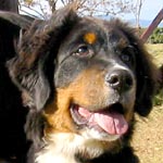 �u���g�j�[�����