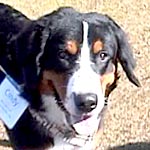 �V���f�B�����