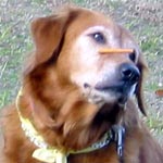 �p�e�B�����