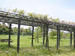 �A�����̂��ꂢ�Ȍi�F