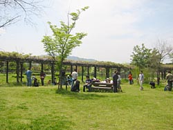 �o�j����Ɏ������V�΂̐F�ł��B