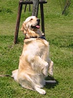 アルラ君に、はなまる♪