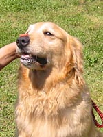 �ꐶ��������΂�`�����X�����