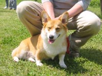 �傫�Ȃ�񂱂������ς��ő�ρ`�B