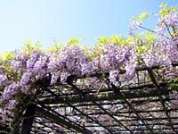 �����ɓ����炢�Ă��܂����ˁB