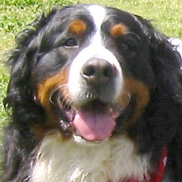 �o�[�j�[�����