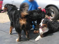 ��Ƒ��ł̎Q���A���肪�Ƃ��I