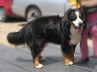 �T���f�[�N�A���������j���ˁB