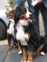 ���ǂ��o�j�_�������ł��B