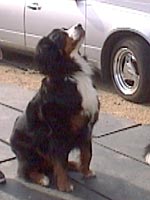 ���C�ɂ��Ԏ��`�I