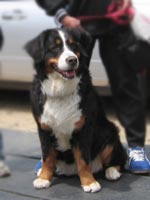 �傫�ȃV�I�������