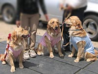 �G���[�����A���