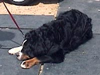 �傫���Ȃ��Ă����킢���ˁB