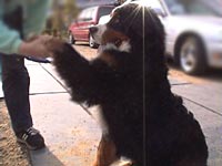 �܂����R���R���ˁB