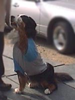 ���C�Ɂu�n�[�C�I�v�ł��܂����B