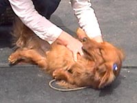 �����ȃ��L�N