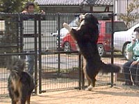 ���b�V�N�A�W���`���v�I