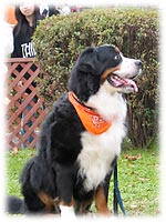 ���������t�F���f�B�N