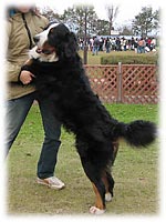 ���͊Â���V�I