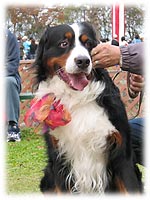 �Ԃ��X�J�[�t�̂�����ꂳ��